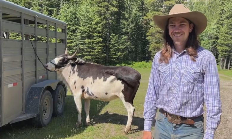 A black and white coloured beefalo with large horns is hitched to a trailer in a grassy and forested area. A man with long brown hair wearing a beige hat, blue shirt, brown belt, and blue jeans stands smiling next to it.