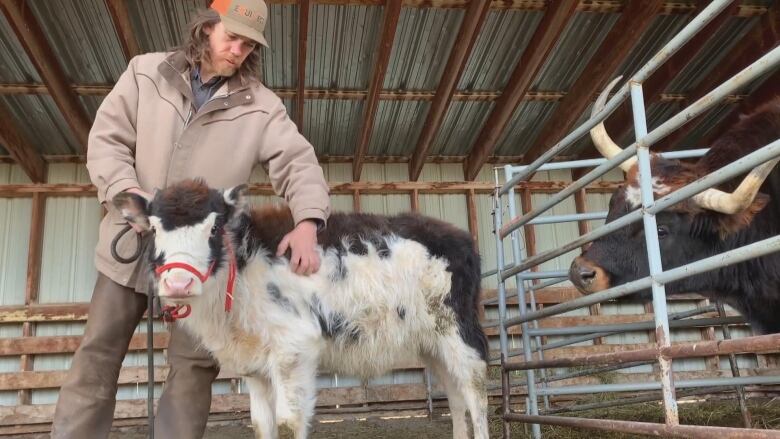 A man with long brown hair wearing a brown hat, brown jacket, and brown pants tends to a young beefalo with black and white fur and red reins.