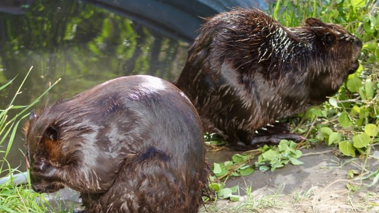 Two beavers stand by a water bucket cleaning themselves. 