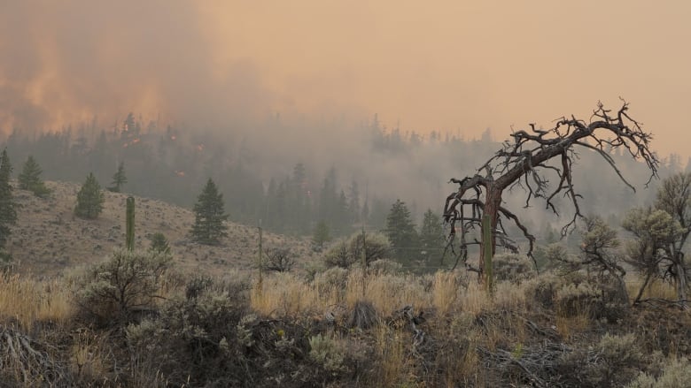 Flames arise from a burning hillside, with a rotten tree in the foreground.