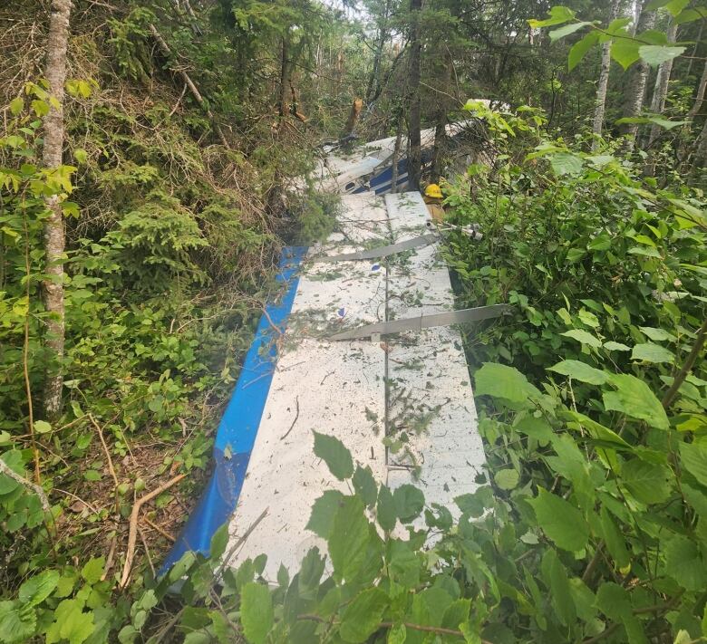 The wing of a small airplane lies on the ground, surrounded by shrubs and trees.