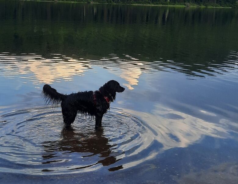 A black shaggy dog stands in shallow water with trees in the distance.