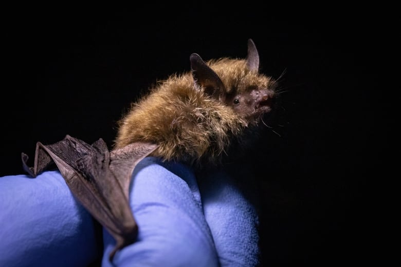 A little brown bat being held by Olivier Cameron Trudel after capture.