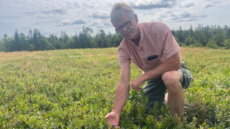 A man kneels down in a wild blueberry field holding some berries 