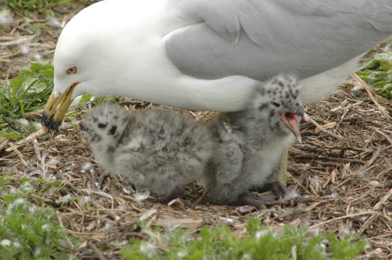 A seagull with its baby.