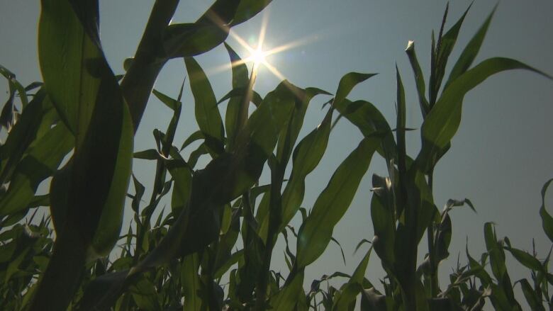 The sun shines above a farm field.