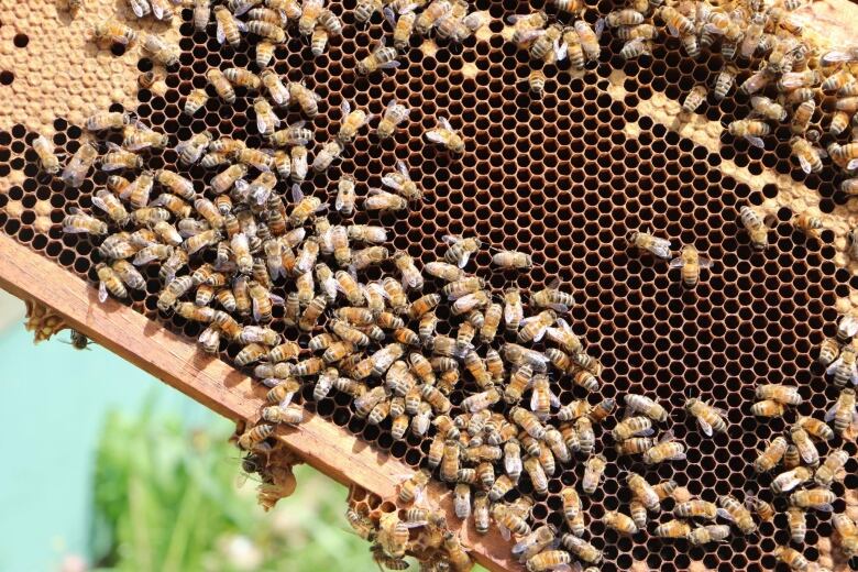 Close up of hundreds of bees in a hive