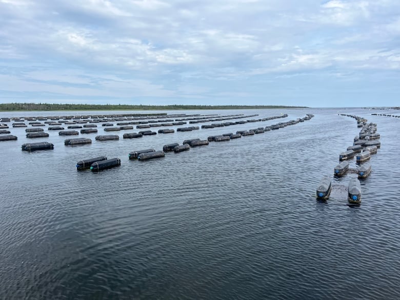 Row of oyster cages are lines up in the dark blue water. The light blue sky has some wispy clouds. 