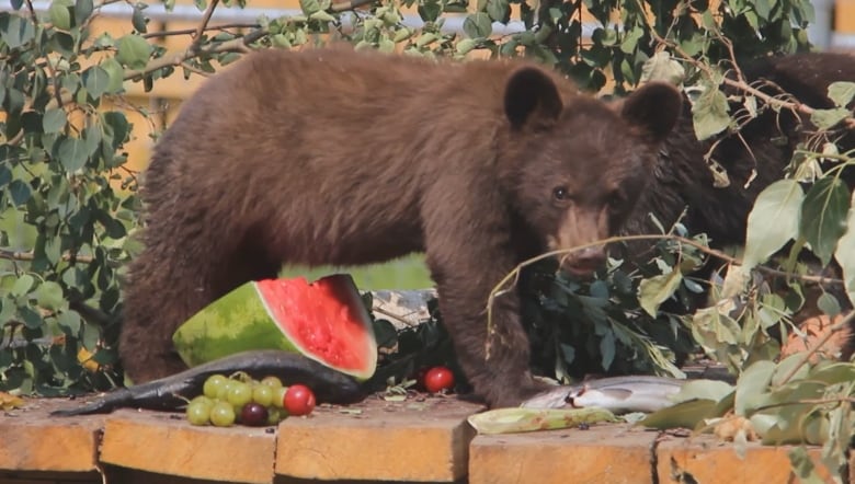 A bear cub with brown fur stands on all fours over a watermelon wedge, raw whole salmon and grapes on a tan-coloured stone ledge amongst leaves and foliage. A bear cub with black fur crawls behind the leaves and the other bear cub.