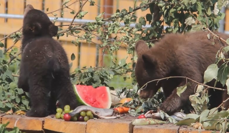 A bear cub with brown fur stands on all fours over a red and green watermelon wedge, raw whole salmon and green and red grapes on a tan-coloured stone ledge amongst leaves and foliage. A bear cub with black fur perks its head up as it crawls away from the food, the leaves, and the other bear cub.