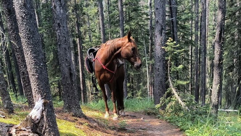 A brown horse wearing a saddle standing in a forest.