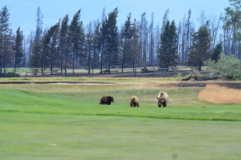 Three bears in the grass of a golf course.