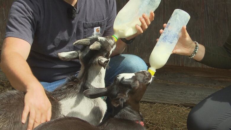 Two small baby goats being bottle-fed milk by a man and a woman on a farm.