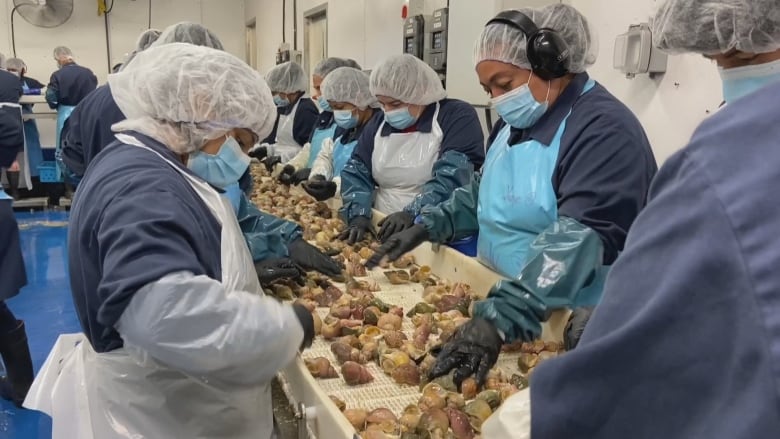 Processing plant workers sort through cleaned whelk at Louisbourg Seafoods after the announcement of a new commercial fishery for the sea snail in eastern Cape Breton. 