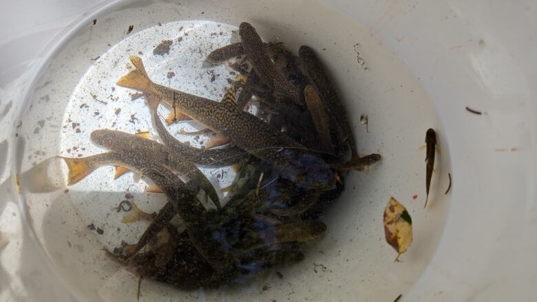 Fish in a white plastic bucket 