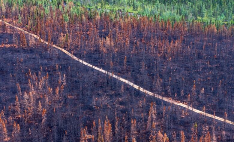 Aerial view of a road going through burnt black forest. 