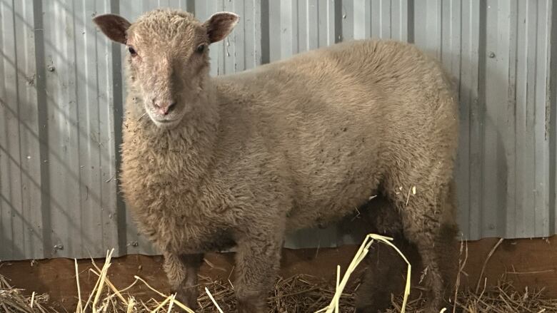 A sheep standing against a wall.