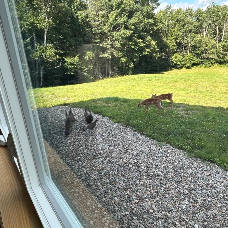 Two deer graze on a grassy backyard while turkeys watch from a patch of gravel.