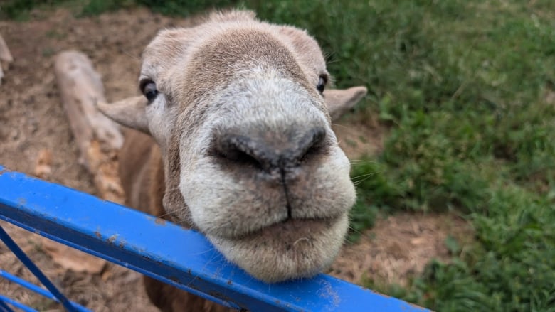 A sheep in a pasture.