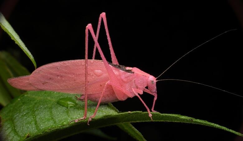 A pink grasshopper-looking bug