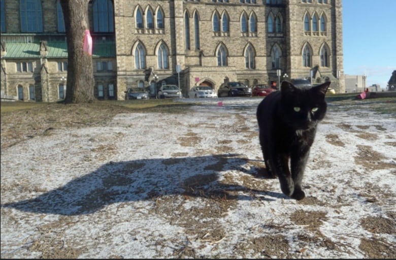 A black cat walks on the frost covered ground of Parliament Hill.