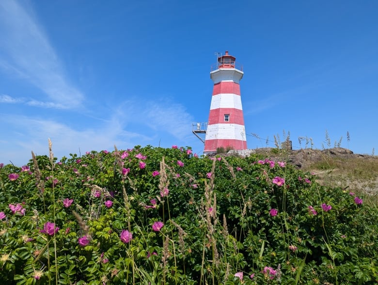 A white and red striped lighthouse sits in the background. In the foreground are pink wild roses. 