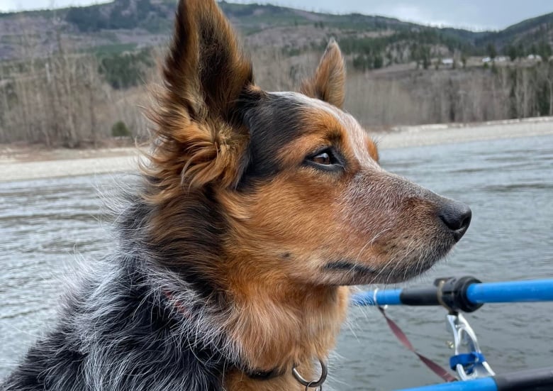 A dog is pictured on a boat. It is mostly black with silver markings, and has a brown chest.