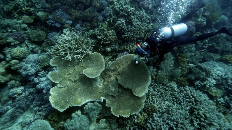 a scuba diver looks at a coral reef