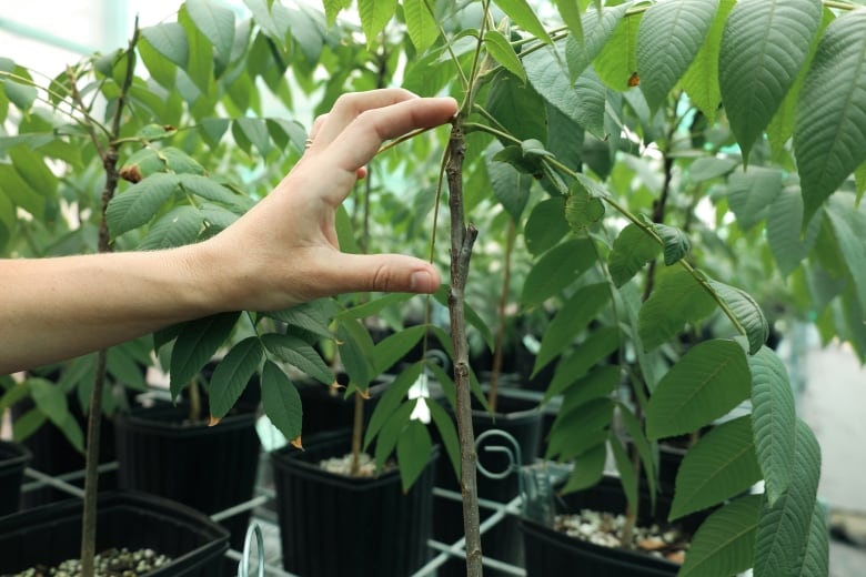 A hand points to a small section of a small tree seedling in a black pot surrounded by small seedlings.