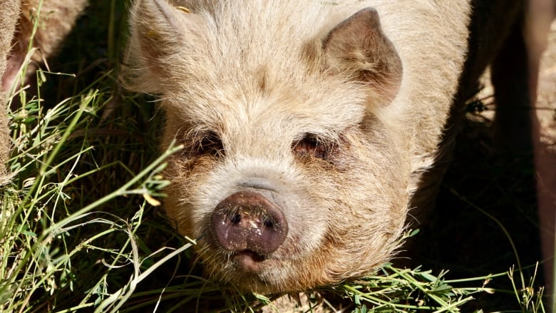 A pig is shown standing in grass.