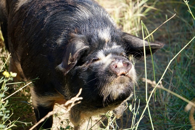 A black pig with white spots looks up from the grass.