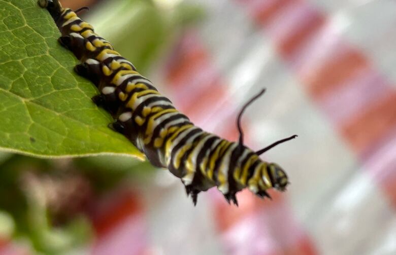 A yellow and black striped caterpillar on a leaf.