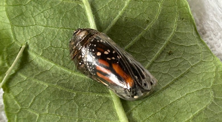 A ready-to-born monarch butterfly in its chrysalis.