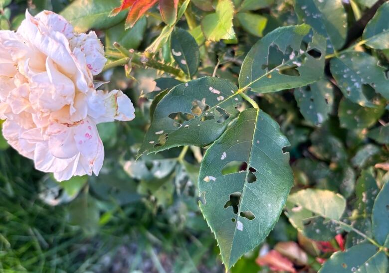 Beetle damage on a rose bush appears as big holes in the green leaves. 