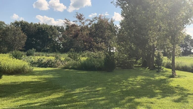 Fallen trees are shown in Muirkirk, Ont., after a low scale tornado touched down on Aug. 5, 2024, according to investigators with the Northern Tornadoes Project.