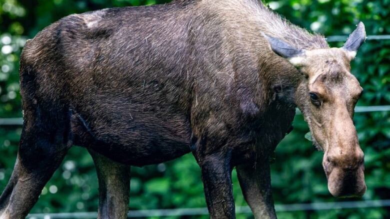 A moose walks on grass in daylight. A zoo fence is visible behind it, along with lush trees