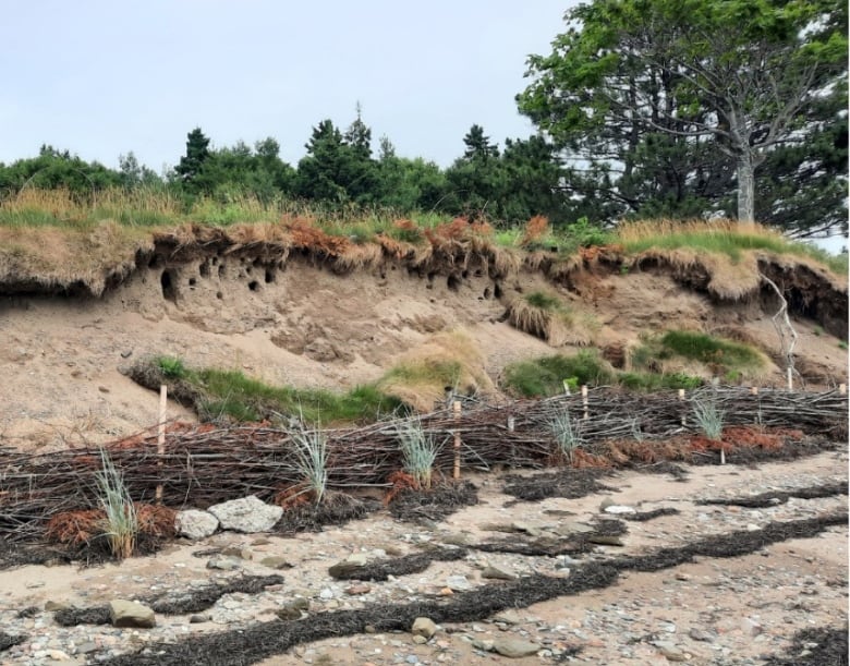 A sandy bank with holes at the top from nesting birds.