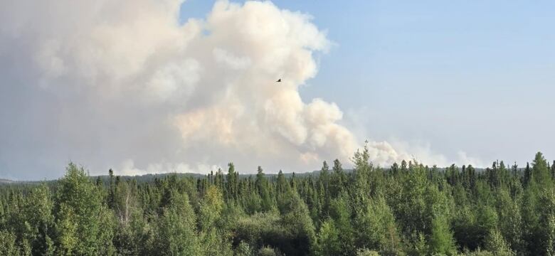 Smoke billows behind forest