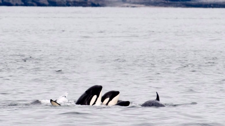 Killer whales are seen poking their heads above the water.