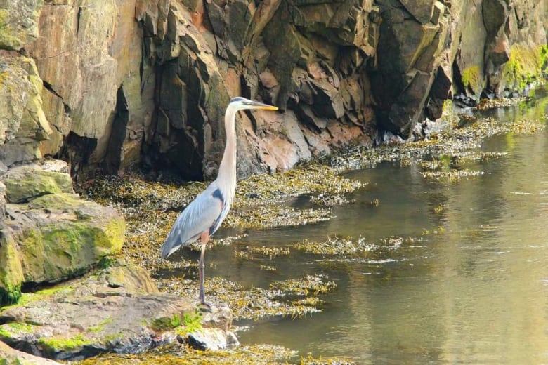 A skinny bird stands at the edge of a body of water in front of a rock wall.