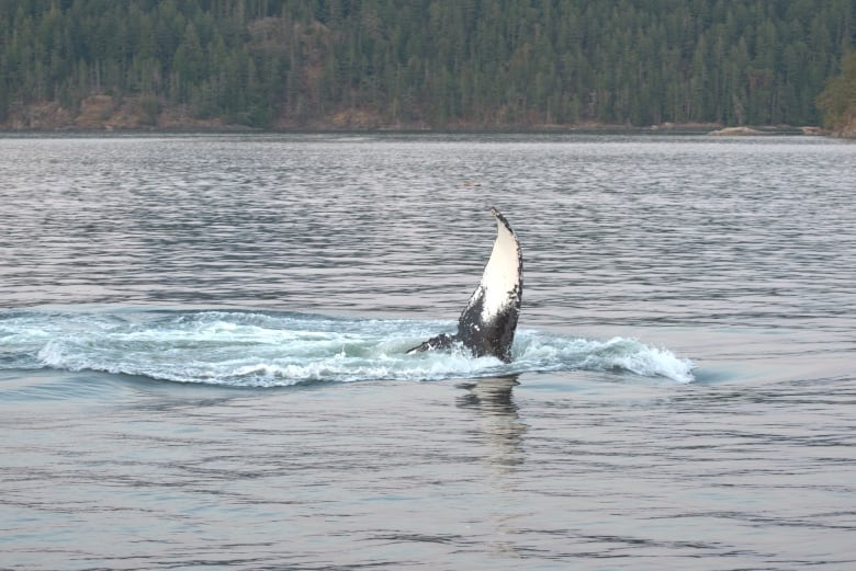 The fin of a humpback whale in the ocean. 