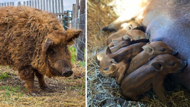 two photos side by side show an adult pig with wooly red fur and baby piglets.