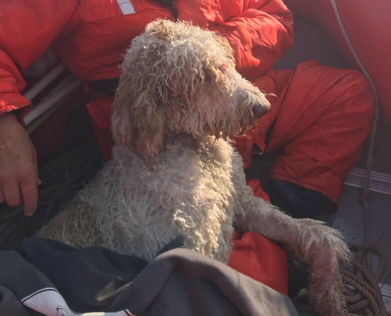 A wet dog sits in a boat with a man wearing a survival suit.