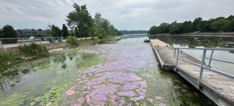 Purple and green blobs cover the top of the water beside a dock