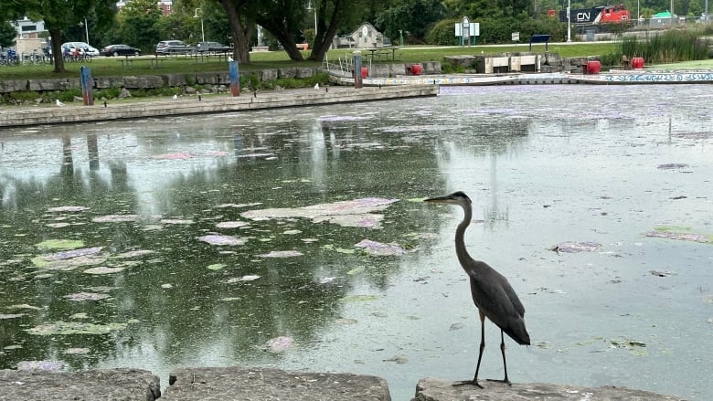 a heron sits on a rock in front of water that is full of visible algae