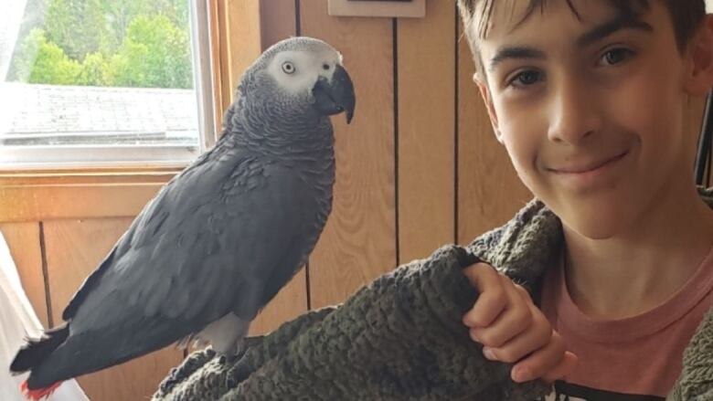 A boy holding a grey parrot