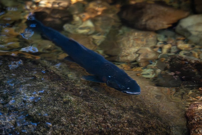 A slender black fish is seen swimming in shallow water.