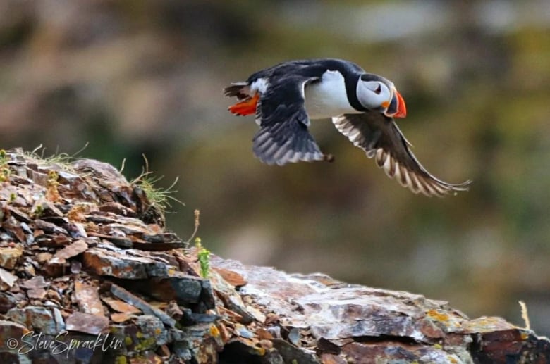 A puffin landing.