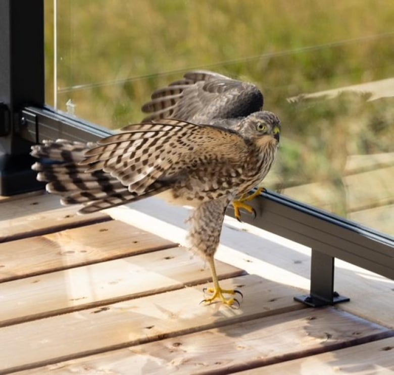 A bird on a deck about to take wing.