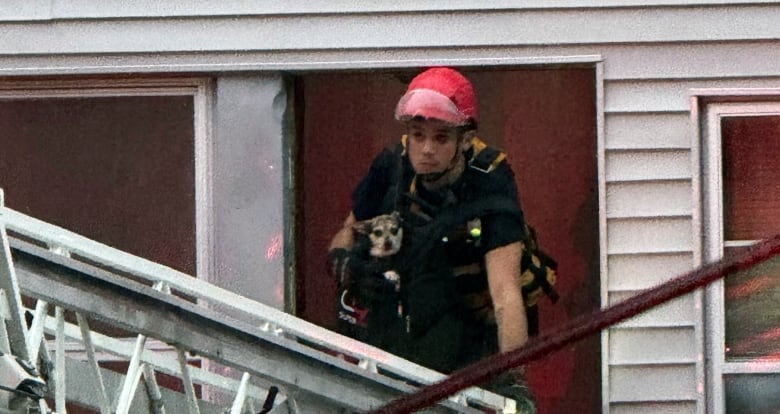 A rescuer carries a small dog out a window during extreme flooding.